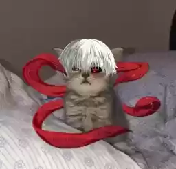 kojimaspp