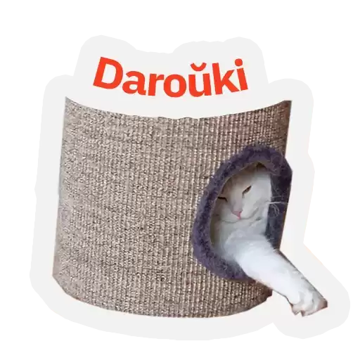 kot_lacinki