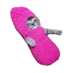 kotikikiktiitiit