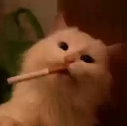 kotkitkot_by_fStikBot