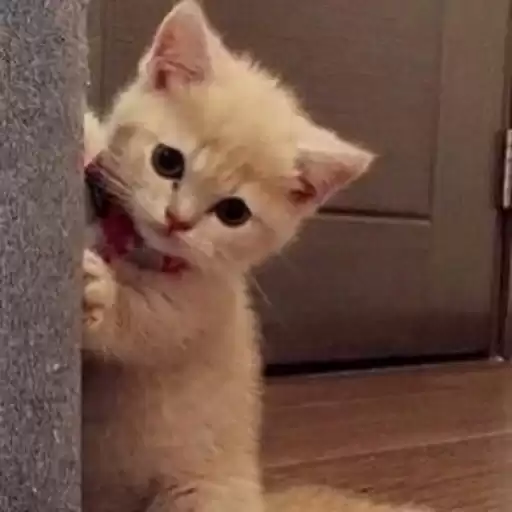 luvkit