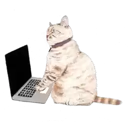nalaandwhitecoffeecat