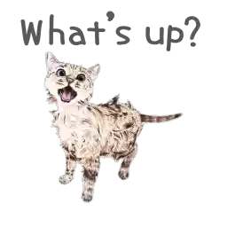 nalaandwhitecoffeecat