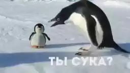nasmeshkapaja