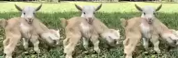 nkplzzz