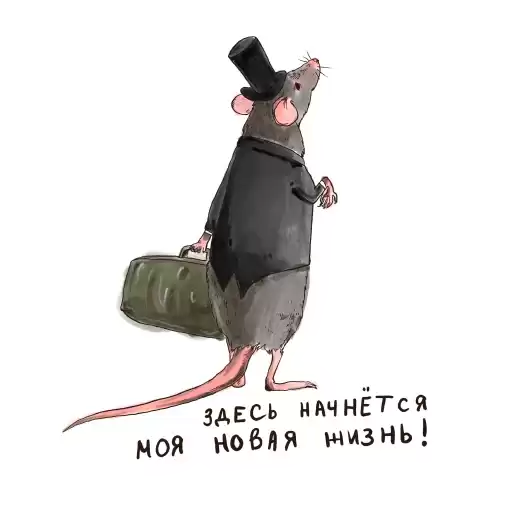 office_rat