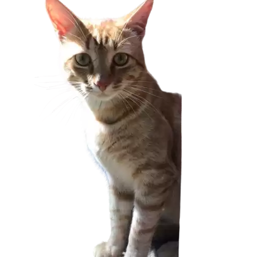 oscar_cherrypie