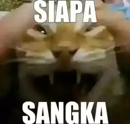 punyaraisa1