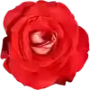 r1K9Ax5f_by_EmojiCatalogbot