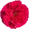 r1K9Ax5f_by_EmojiCatalogbot