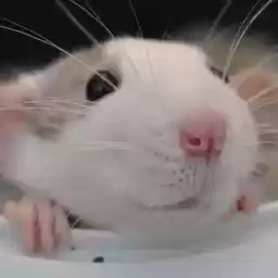 rrraaats