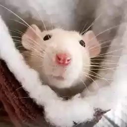 rrraaats