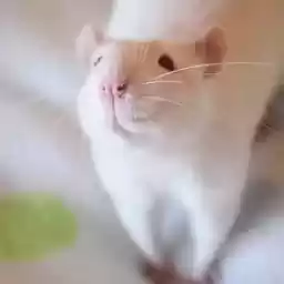 rrraaats