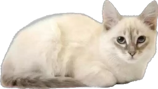 saeneko