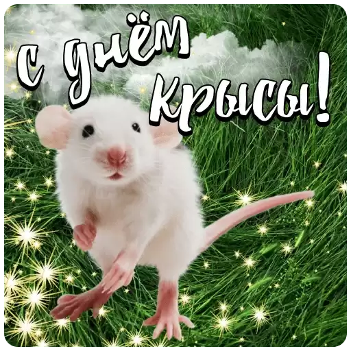sdnemkollegi