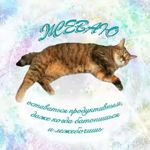 skillcats_skillbox