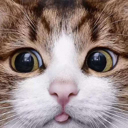 skott