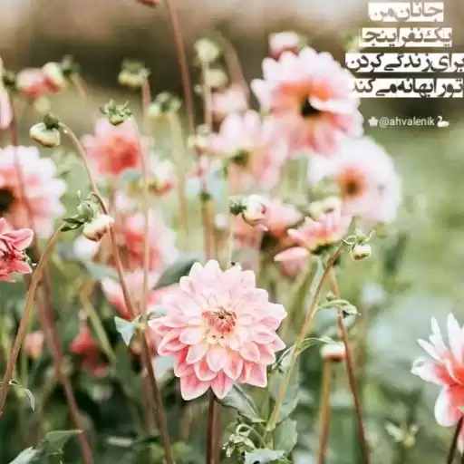 sm4f7d363ab4f748401681995069323_by_StickerSazAppBot