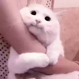 softiesmood