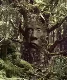 theWiseMysticTree