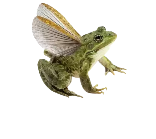 thetopfrogs_by_fStikBot