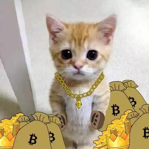 tvrn_cats