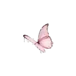 wings_top