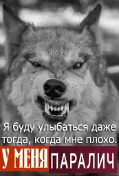 wolf_wisdom