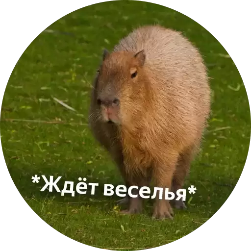 yandex360xzoo