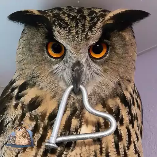 yolka
