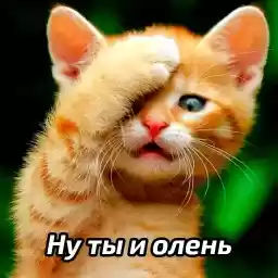 zhenskiyhumor