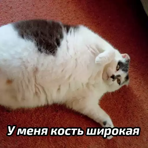 zhenskiyhumor
