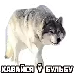 zyvelakaza