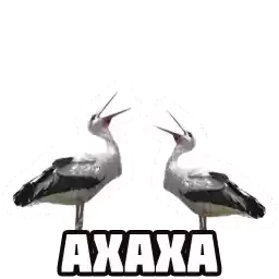 zyvelakaza