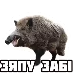 zyvelakaza