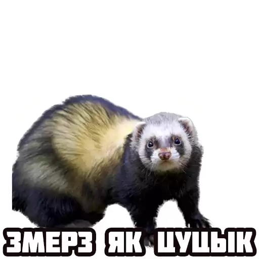 zyvelakaza